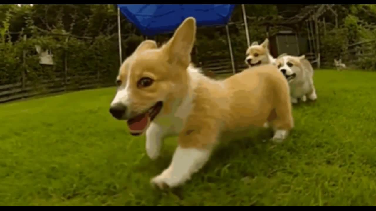 These Hilarious Slow-Mo Corgi Puppies Will Make You Laugh & Smile!.