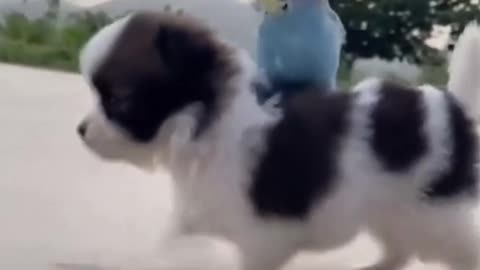 Cute kitten playing with little chick