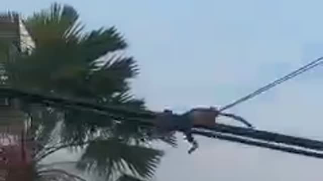 monkey from para special forces