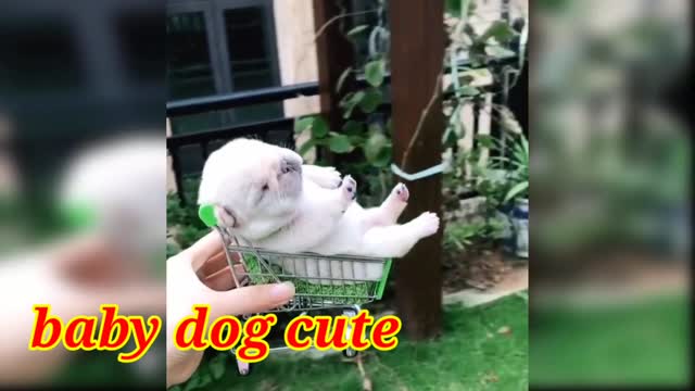 Baby dog 🐕 cute