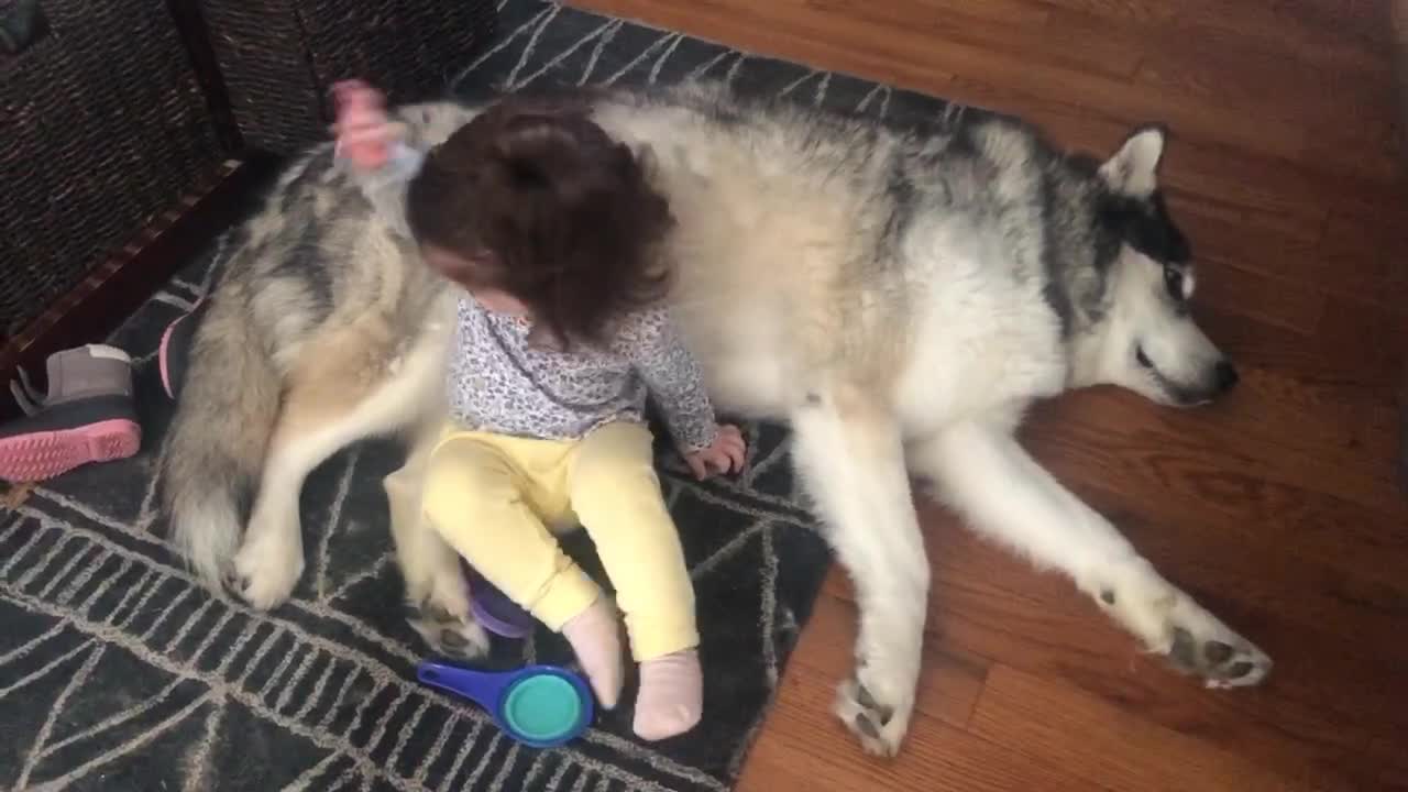 Dog shows great patience as little girl is being taught how to pet him gently