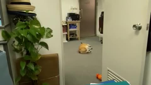 Corgi Caught Goofing