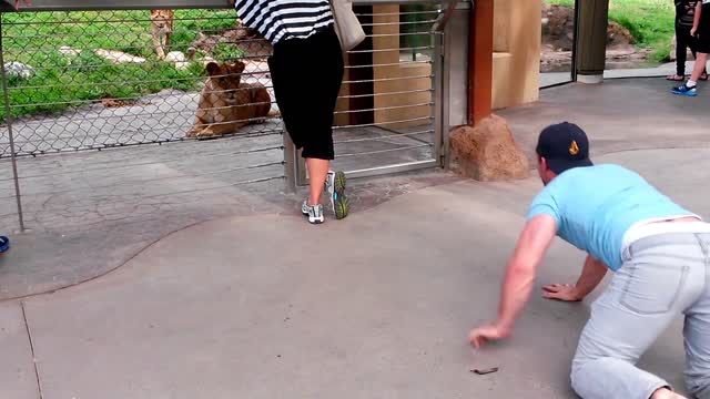 Man Has A Field Trip Playing With Lionesses At The Zoo