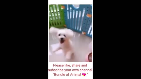 funny animal videos