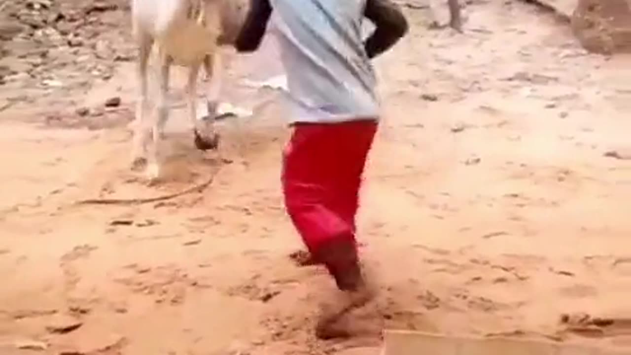 The boy and the Ram fight