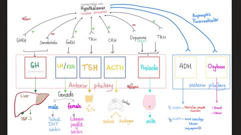 Endocrine Glands…Biology