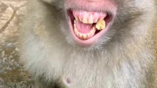 😂😂You Can't Stop Laughing After Seen This Monkey...