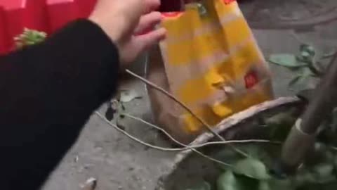 Meanwhile In China, strange food deliveries happen during lockdown in Shenzhen