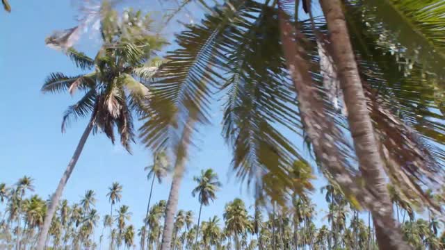 NATURAL VIDEO || BEAUTIFUL PALM TREES