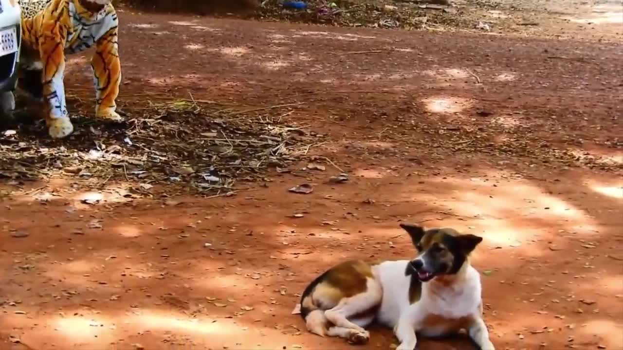 Fake Tiger Prank With Dogs