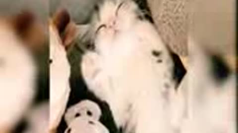 funniest cute cat videos