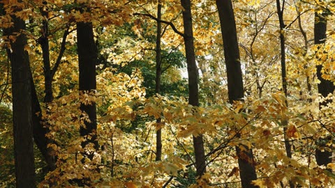 Nature Beauty