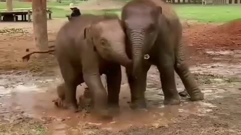 Young elephant twins playing in the mud in a funny way😂😂 