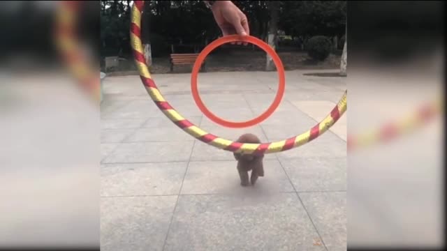 Amazing dogs tricks