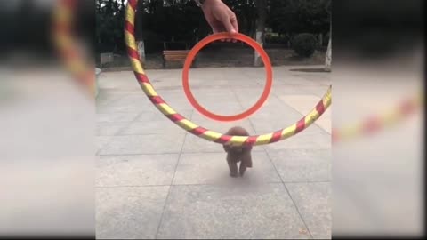 Amazing dogs tricks