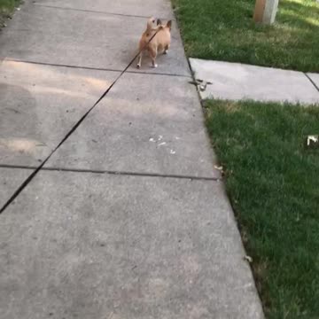 Walking of Dogs 🐕