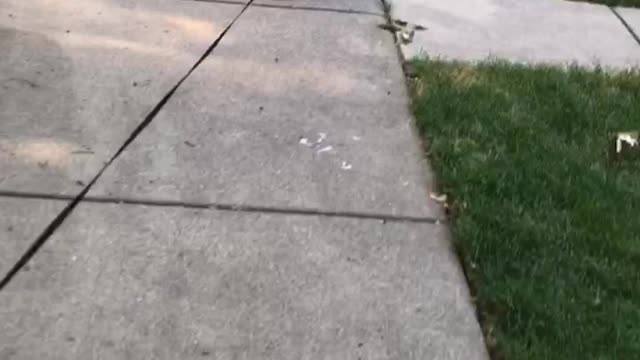 Walking of Dogs 🐕