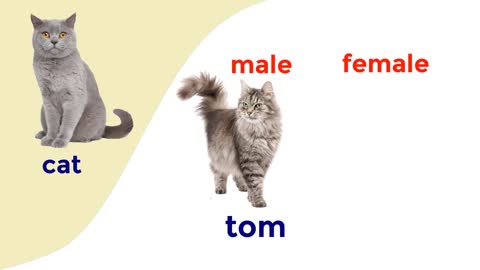 Male And Female Animal Names In English Animals Vocabulary With Pictures