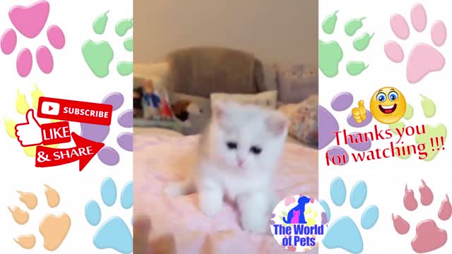 Cute Pets And Funny Animals Compilation Very Funny Cat Dog