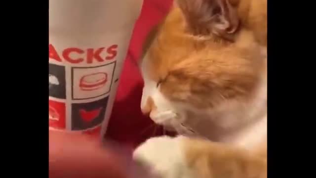 Cats funny videos compilation- 004