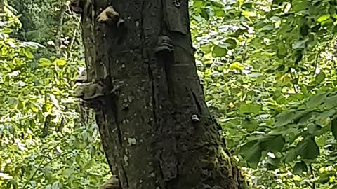 A tree full of giant mushrooms