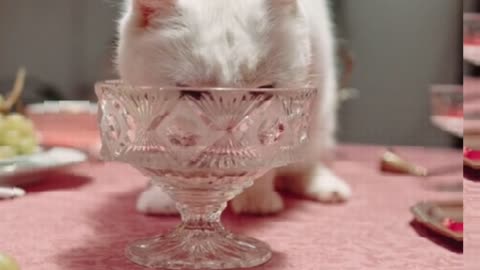 Cats eat ice cream & Get brain freeze its hilarious ||Compilation of cats