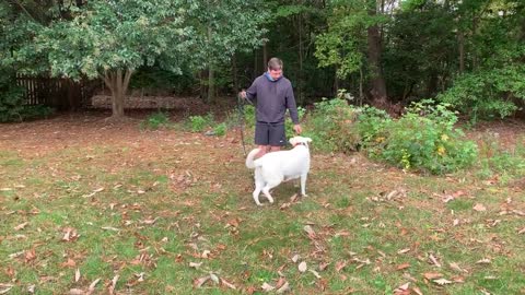 German Shepherd obedient Dog Training