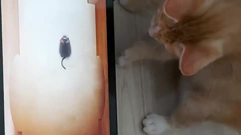 Cat play with the pad