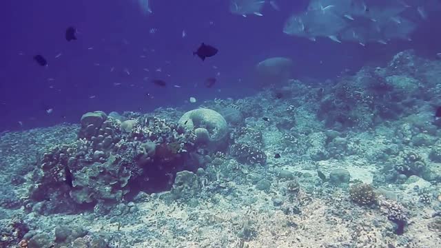 Scuba diver swims next to a large school of fish deep under the coral reefs