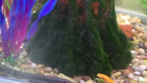 ornamental fish means any species of aquatic animals
