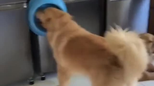 Golden retriever tries to escape his own bowl