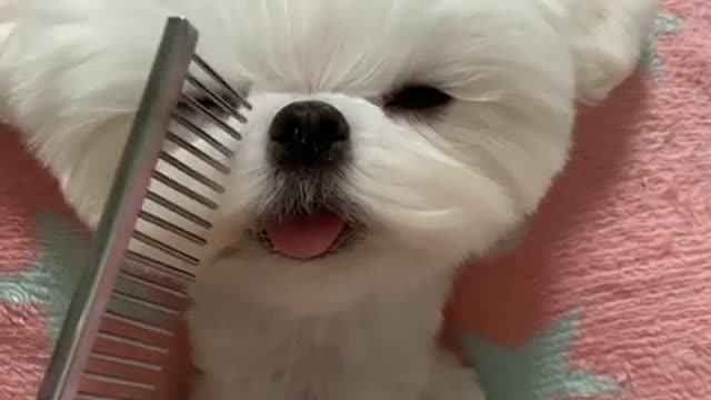 Cute Puppy Shows Off His New Style