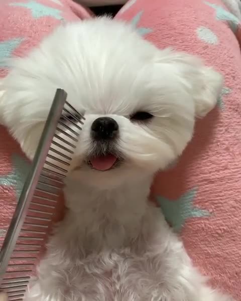 Cute Puppy Shows Off His New Style