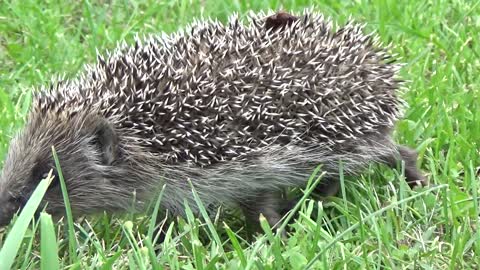 Eating hedgehog