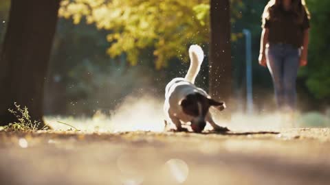 Cute dog Jack Russel terrier trying to catch the ball in park during sunset