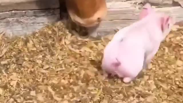 baby pig - playing with cows