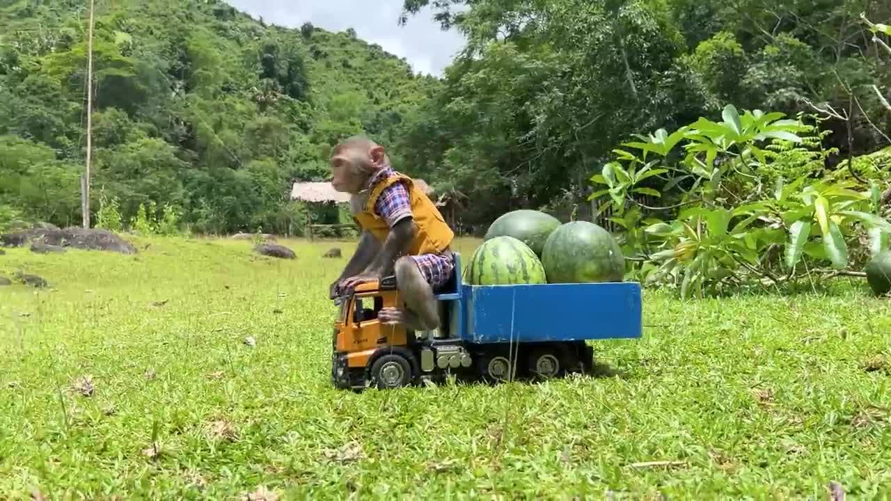 What is the monkey going to cook you with watermelon today
