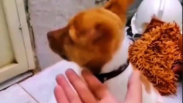 🤣🤣🤣pets