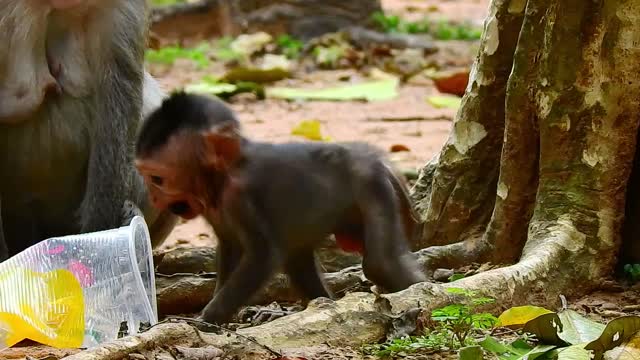 Funny animals# baby monkey hungry#62# love animals.