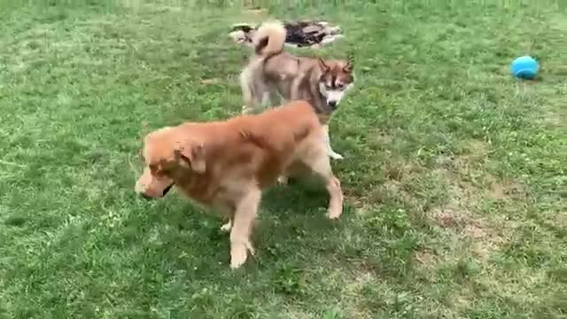 Dog Reviews Food With Husky - Tucker Taste Test 17