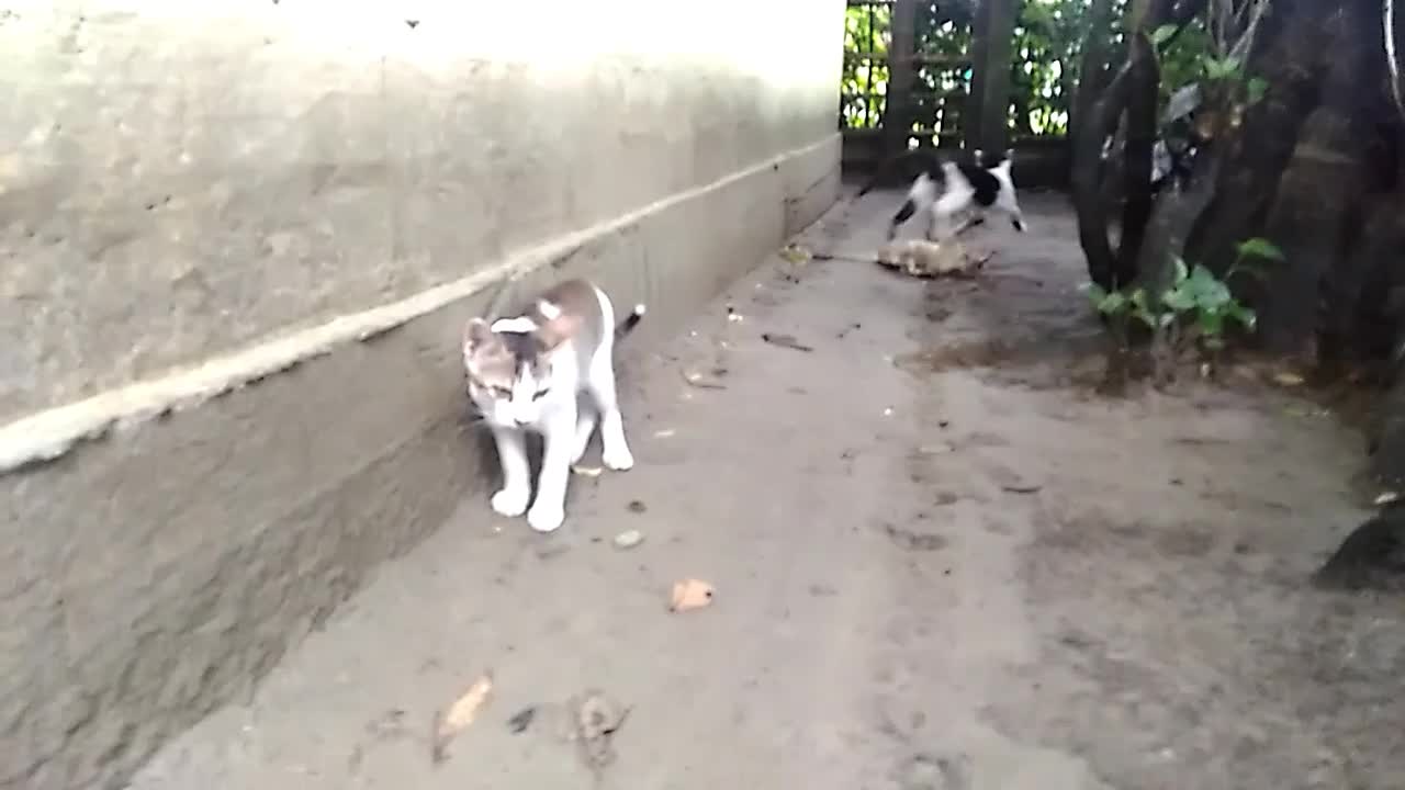 Three cat jump for tree funny monument