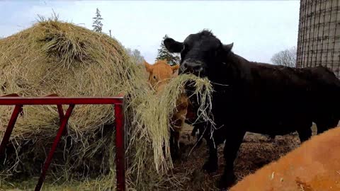 Gigantic bull comically stuffs his face withhay