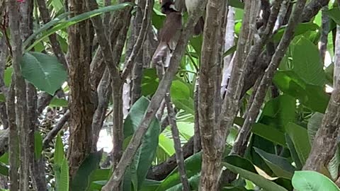 A Baby Red Whiskered Bulbul