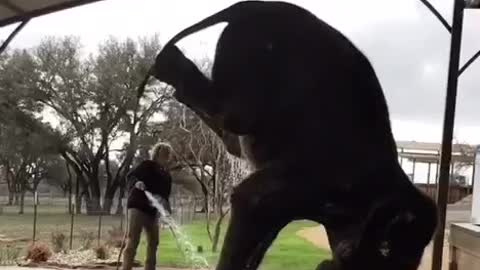 elephant exercising and dancing when bathing