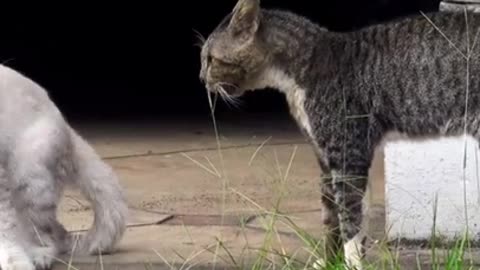Two cats fight