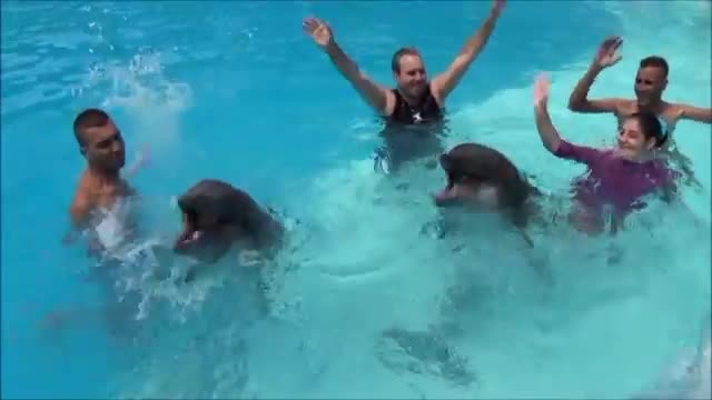 Swimming with dolphins/Never miss a dolphin's kiss
