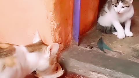 Nikku ate kitten food ! #funnycats #animals #cutekitten