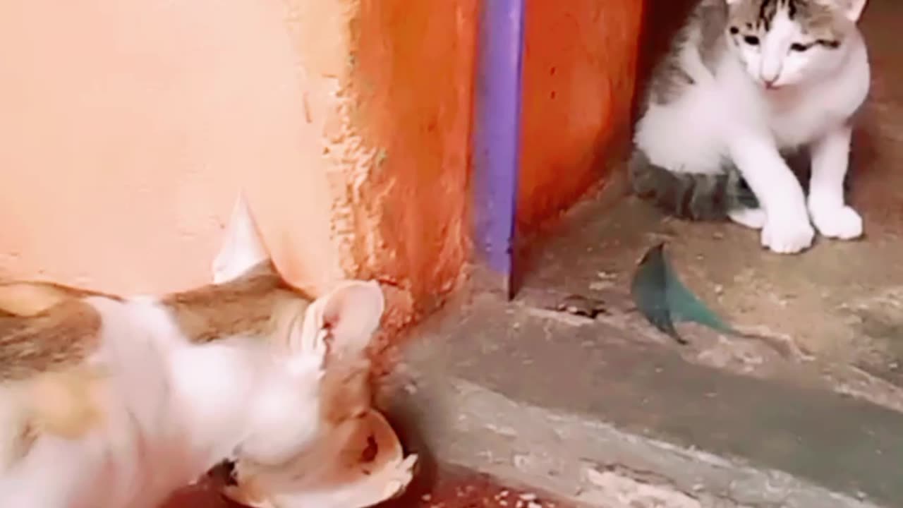 Nikku ate kitten food ! #funnycats #animals #cutekitten