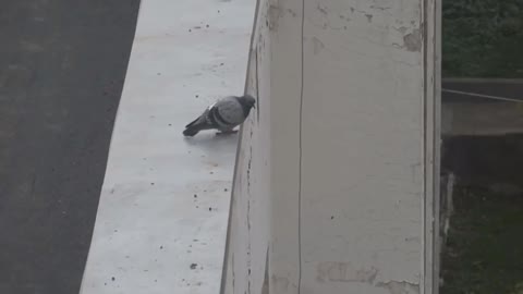 Pigeon Suicide