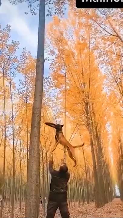 Cute and athletic dog 🥰